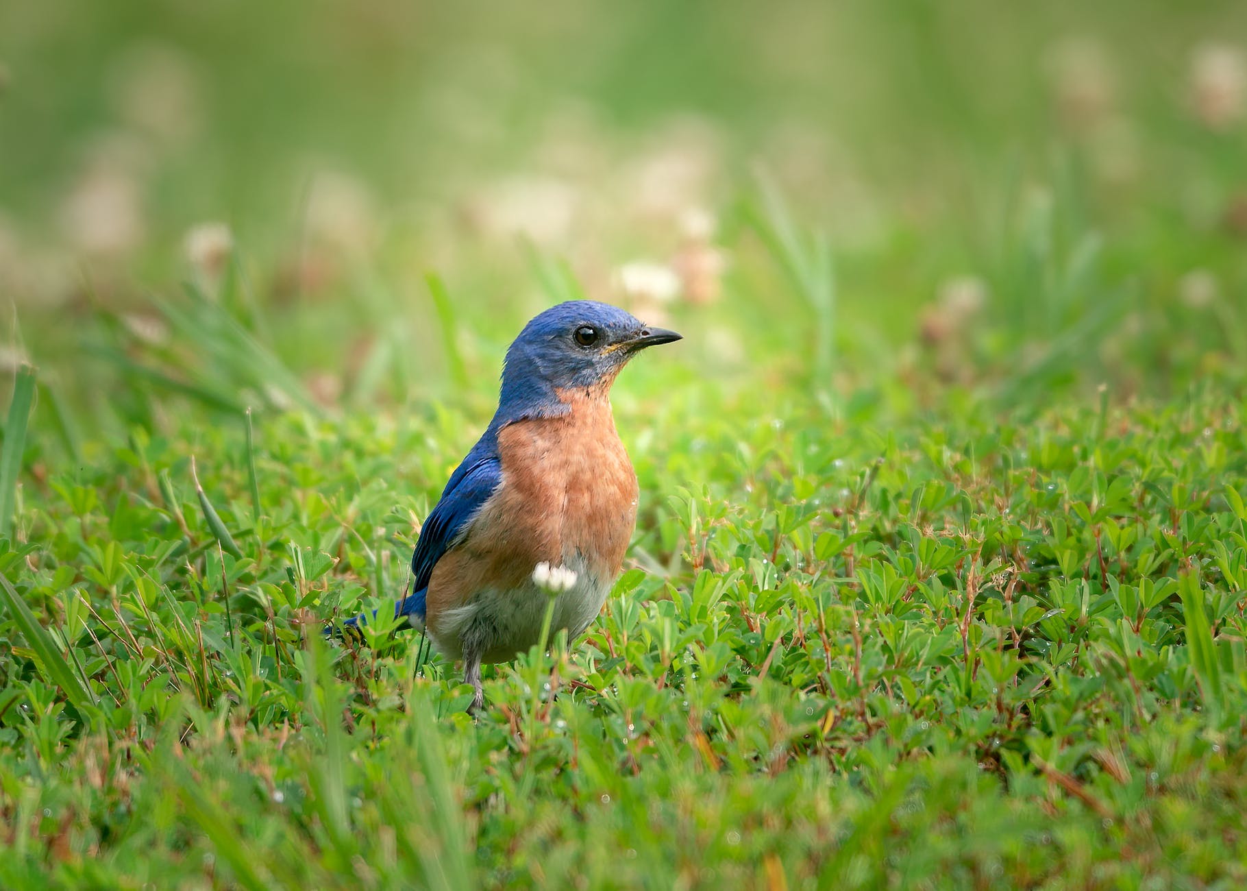 close up shot of a bluebird on the grass | Charles Bukowski poems: Bluebird is about sad, love and sex.