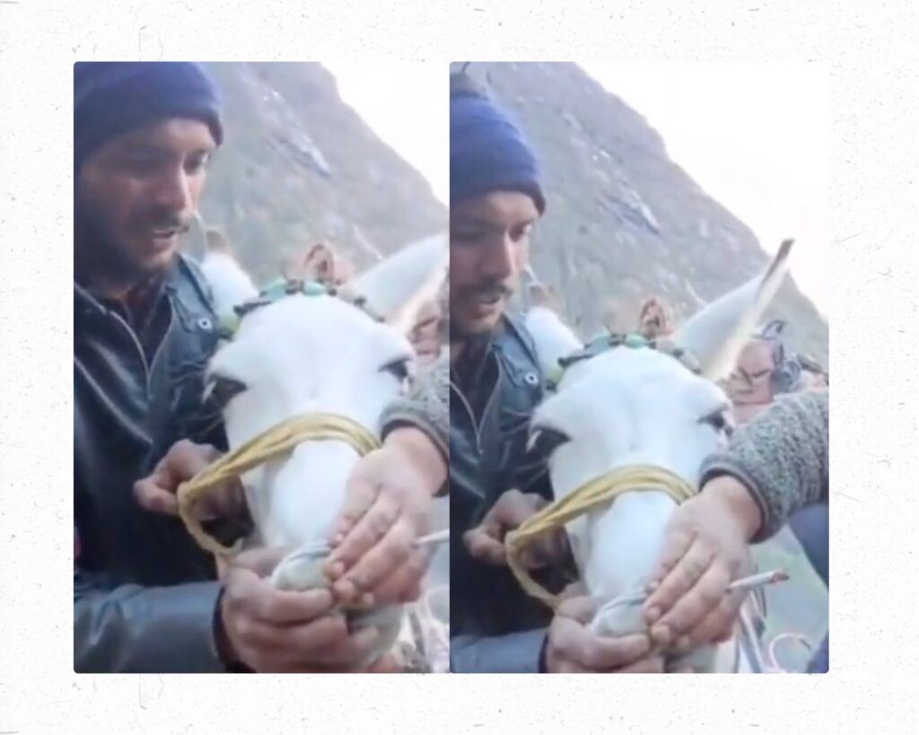 Kedarnath animal abuse