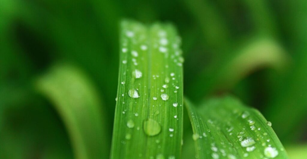 closeup photo of green leafed plant with water dew: What if flowers, raindrops, winds, and newborns could speak? This lyrical meditation imagines a world where nature tells its story—revealing love, sorrow, and the truth behind humanity’s actions. A poignant reminder to listen deeply to the quiet rhythm of life.