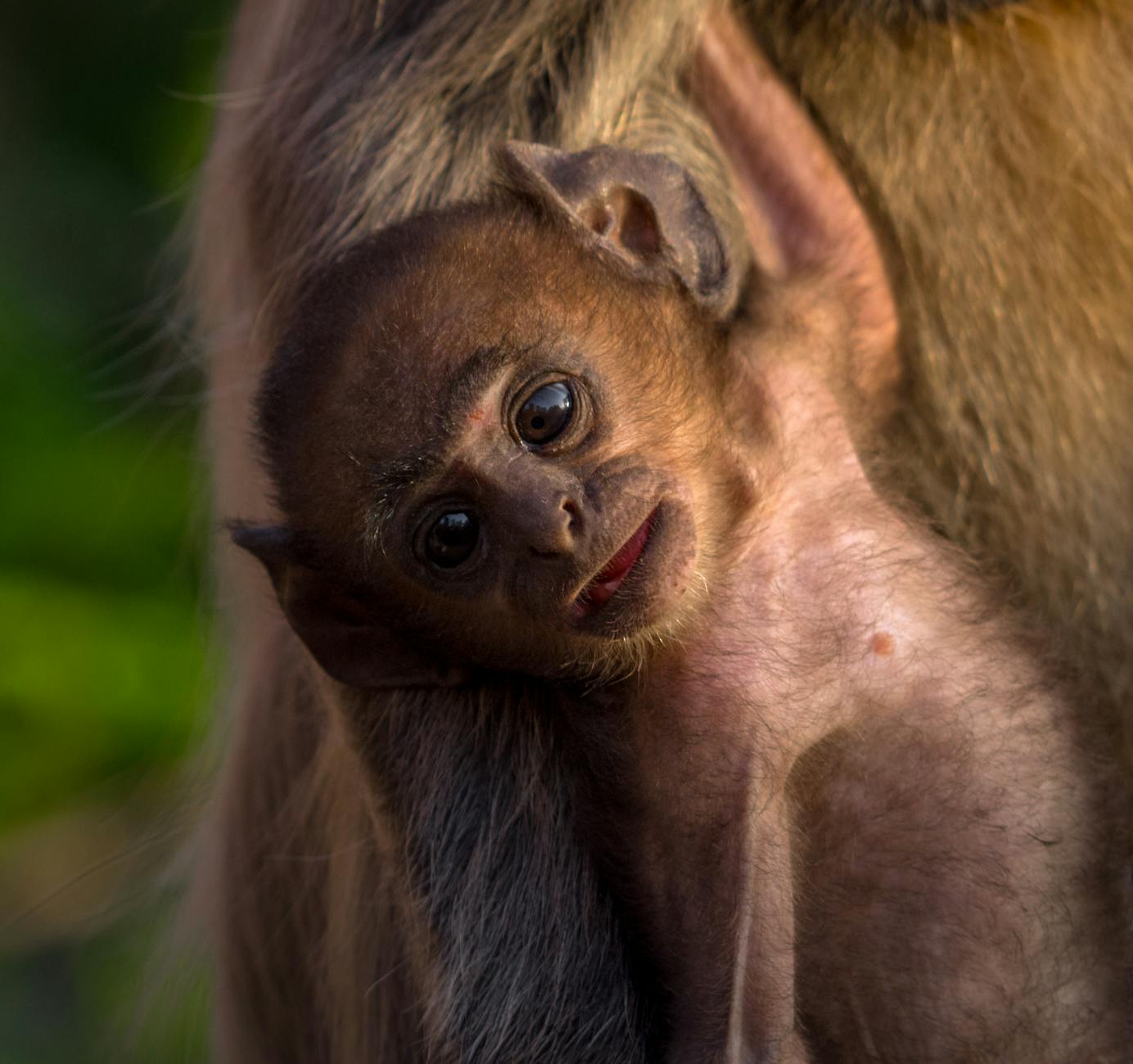 When two siblings rescue a baby monkey against their parents' wishes, their quiet home is transformed by unexpected love. Bond Beyond Words is a moving short story about the joy of connection, the pain of parting, and the memories that never fade.