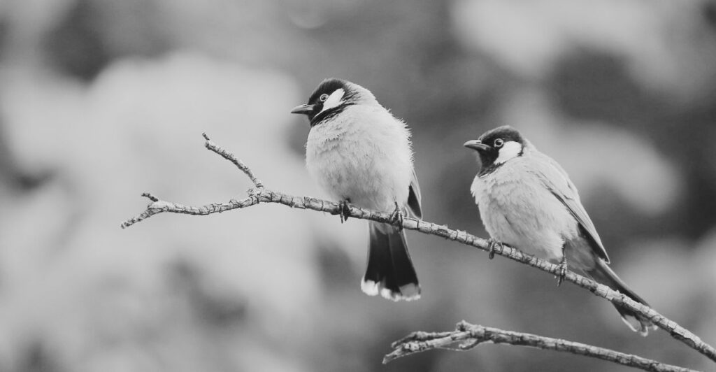 Explore a wide range of examples of the "two birds, one stone" principle. See how combining tasks can boost efficiency in your personal and professional life.