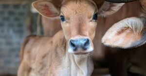 Read the poignant short story of Bob, a ranch-born calf whose innocent bond with a young boy is shattered by the harsh realities of ranch life. A powerful tale about freedom, exploitation, and the emotional cost of being born into a world controlled by humans.