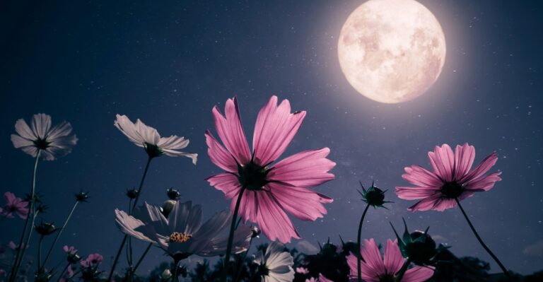 A haunting poetry collection exploring migration, decay, desert loneliness, midnight illusions, and wounded desire through stark, unforgettable imagery.